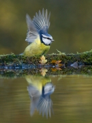Blue Tit, Charlie Galloway, Waterford Camera Club