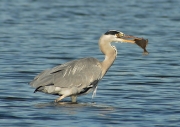 Heron, Mary Twomey, Malahide Camera Club