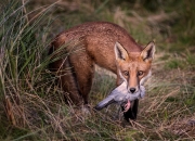 Colour_Bronze_Medal_Hugh_Wilkinson_Catchlight_Camera_Club_Fox_with_Quarry