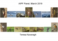 Theresa Kavanagh, AIPF, Palmerstown Camera Club