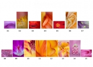 Frankie Lloyd AIPF, Deise Camera Club Dungarvan