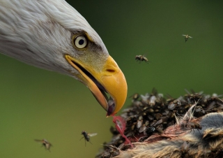 Des Connors - Mid-Louth Camera Club