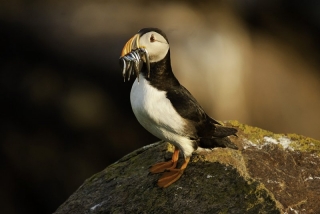 Denis Whelehan - Dundalk Photographic Society