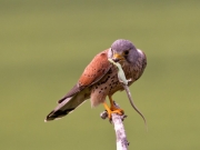 Charlie Galloway - Waterford Camera Club