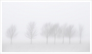 Trees in Mist, Charlie O’Neill, Irish Photographic Federation