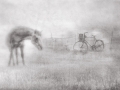 Horse and Bike, Vadim Lee, Irish Photographic Federation