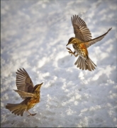 redwings-jpg-no-1
