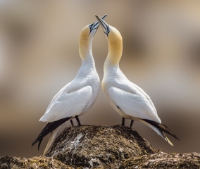 1-patrick-lyons-dance-of-the-gannets_patrick-lyons