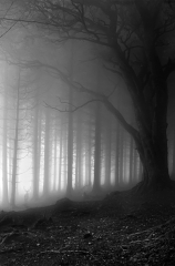 2-silver-pete-bedell-deer-in-mistic-wood