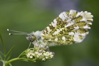 hm-suzanne-merrigan-colourorangetip