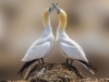 1-patrick-lyons-dance-of-the-gannets_patrick-lyons