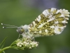 hm-suzanne-merrigan-colourorangetip