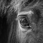 1. wexford_mono_ 1_michelline_murphy_horse