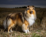 9. Des_Glynn_Collie
