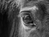 1. wexford_mono_ 1_michelline_murphy_horse