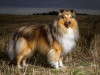 9. Des_Glynn_Collie