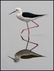 black-winged-stilt