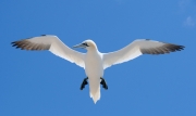 gannet-in-flight