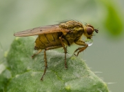 resting-fly