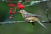 thrush-with-berries