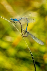 common-blue-damsel