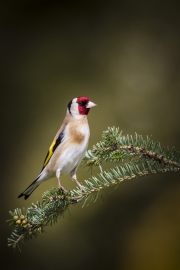 goldfinch