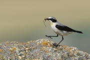 wheatear-with-spider