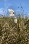 bog-cotton