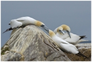 gannets