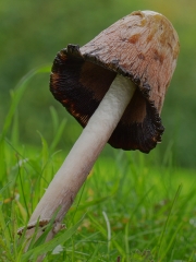 inky-cap