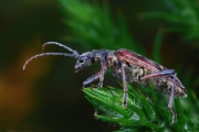 longhorn-beetle