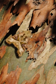 Moth on tree