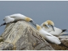 gannets