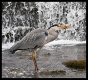 heron-with-fish-gold