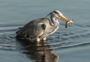 Heron with fish