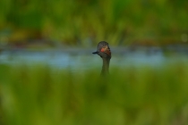 black-necked-grebe