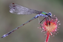 damsel-fly-on-sundew