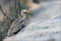 heron-with-pike
