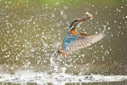 Kingfishers