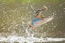 Kingfishers