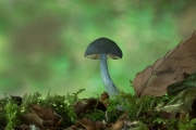 Bill Power - Toadstool and Oakleaf - Mallow Camera Club - Print Open - Advanced Silver.jpg