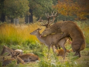 Jack Savage - Stag on top - Waterford Camera Club - Print Open - Intermediate Bronze.jpg
