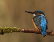 Mario Mac Rory - River King - Waterford Camera Club - Print Open - Intermediate Gold.jpg