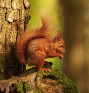 Mario Mac Rory - Secret Squirrel - Waterford Camera Club - Print Open - Intermediate Honourable Mention.jpg