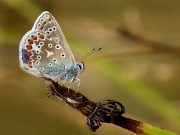 Noel Browne - Ready For The Off - Waterford Camera Club - Print Open - Advanced Bronze.jpg