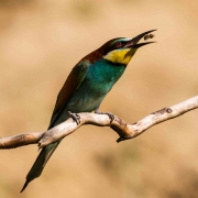 Padraig Molloy - snap - Wexford Camera Club - Print Open - Advanced Honourable Mention.jpg