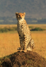 Teresa O Dwyer - Bawa Masai Mara Kenya - Thurles Camera Club - Print Open - Intermediate Honourable Mention