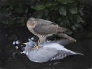 Tony McIntyre - Mine - Palmerstown Camera Club - Print Open - Intermediate Silver.jpg