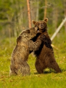 Charlie Galloway - A Word in your Ear - Waterford Camera Club - Print Theme - Advanced Honourable Mention.jpg