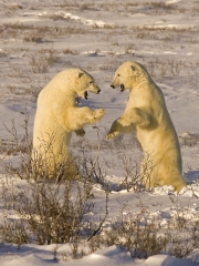 Charlie Galloway - Polar Bear Seconds Away Round 1 - Waterford Camera Club - Print Theme - Advanced First.jpg